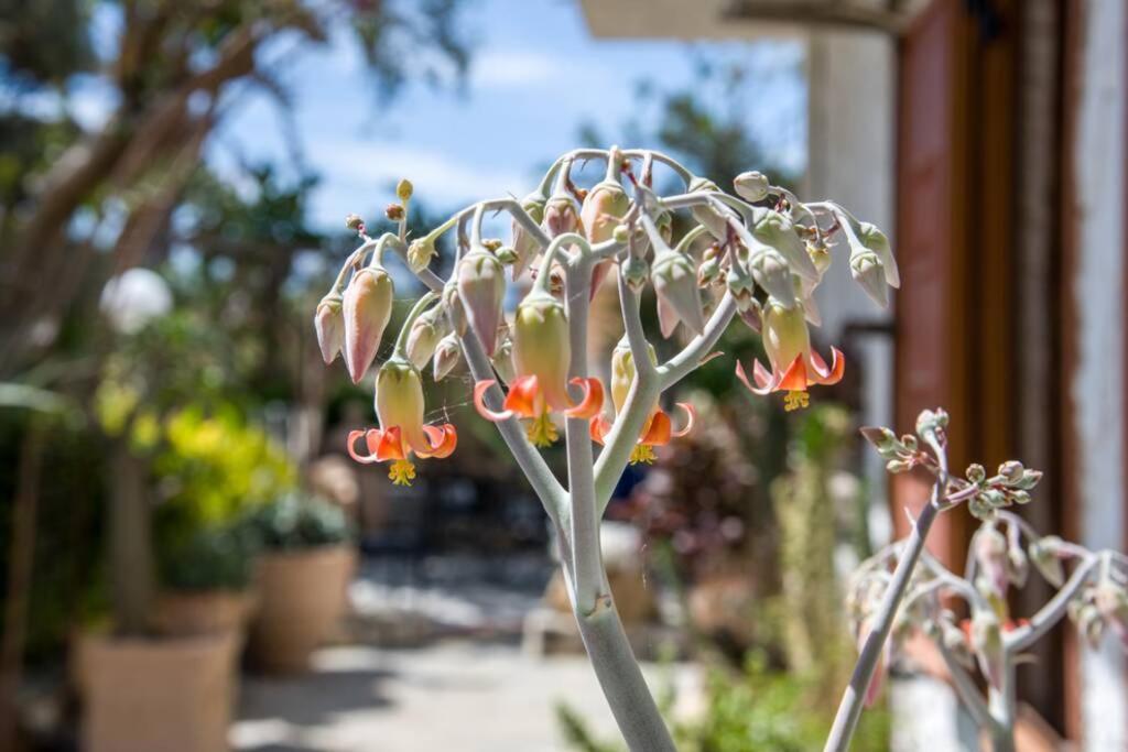 Вилла Renas Secret Garden House Ханья Экстерьер фото